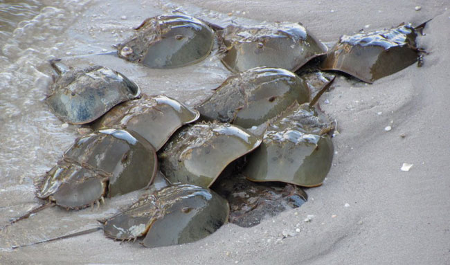 Loài giáp xác có hình thù kỳ lạ này xuất hiện tại nhiều vùng bờ biển của Việt Nam.

